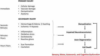 Strategies for Oligodendrocyte and Myelin Repair in Traumatic CNS Injury
